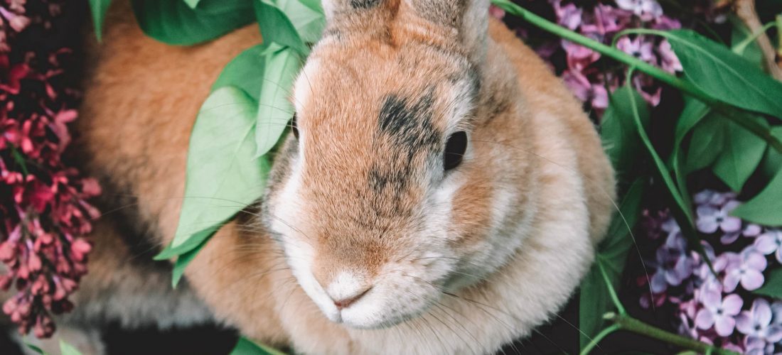 De cómo maternar conejos traga zanahorias