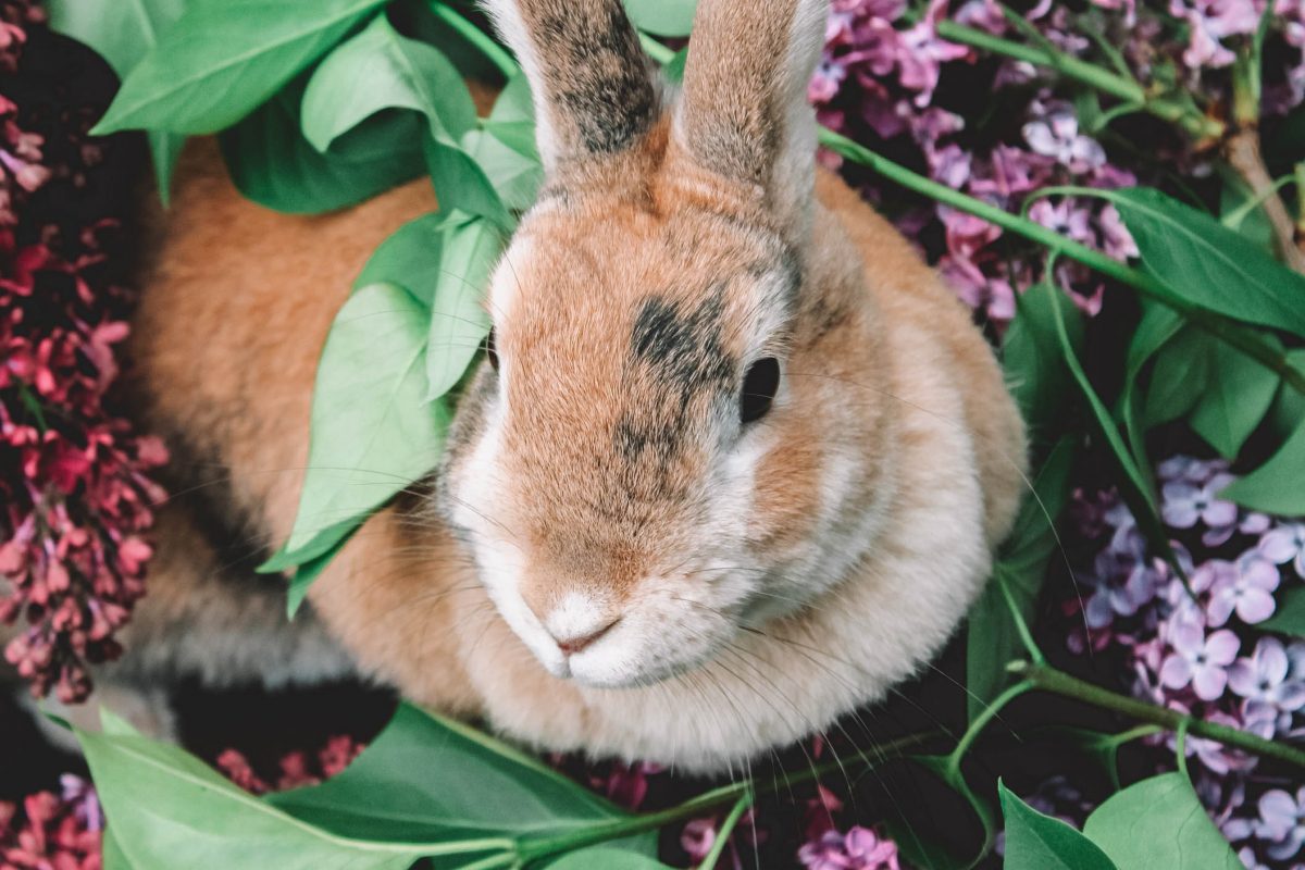 De cómo maternar conejos traga zanahorias