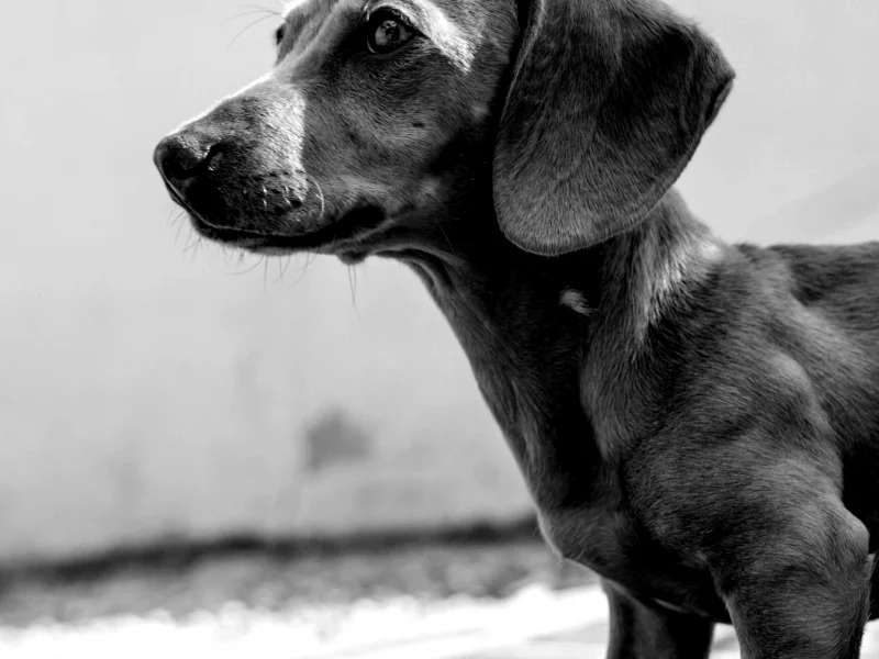 Un perro viejito y las rutas del cuerpo vulnerable