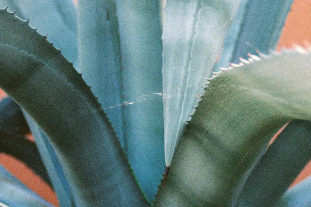 Agave