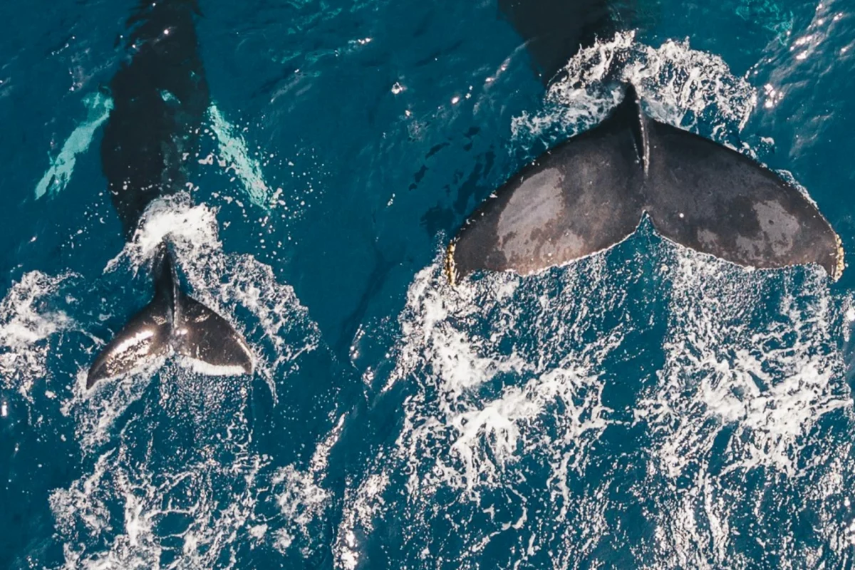 Dos ballenas toman un baño de lechuga y se miran a los ojos rodando