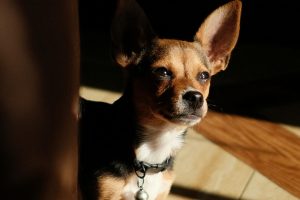 Mi perro te juzga