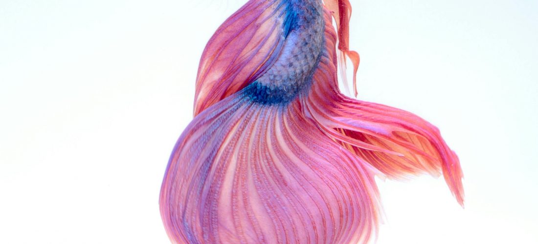 En la costa de Ishihara los peces usan colores cálidos