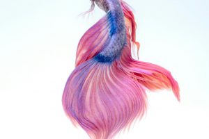 En la costa de Ishihara los peces usan colores cálidos