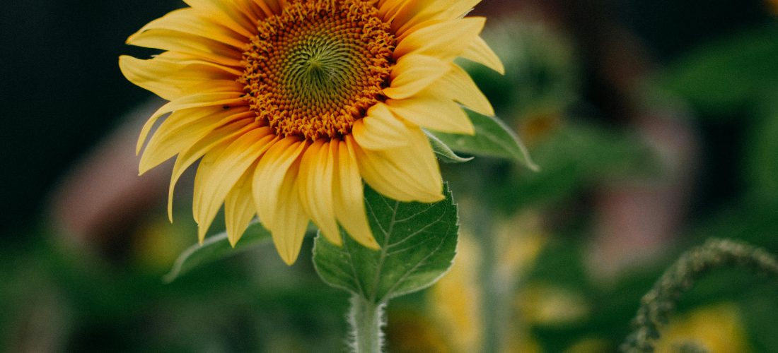 Contar historias, promesa al sol