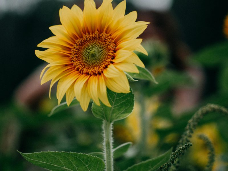 Contar historias, promesa al sol