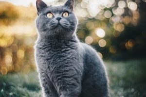 Emociones lentas [selección], de Valeria Tentoni