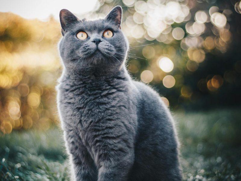 Emociones lentas [selección], de Valeria Tentoni